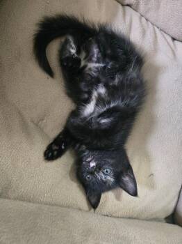 Phanpy -  Domestic Short Hair Cat for Adoption in Evans, Georgia - Phanpy | PetCurious