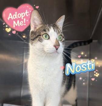 Nosti -  Domestic Short Hair Cat for Adoption in Bridgewater, New Jersey - Nosti | PetCurious