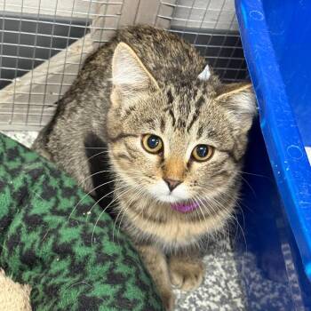 Nod -  Domestic Short Hair Cat for Adoption in Carroll, Iowa - Nod | PetCurious