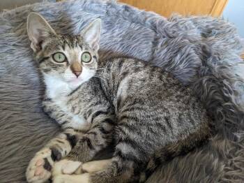 Cosette -  Domestic Short Hair Cat for Adoption in Fort Collins, Colorado - Cosette | PetCurious