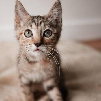Anna -  Domestic Short Hair Cat for Adoption in Dallas, Texas - Anna | PetCurious