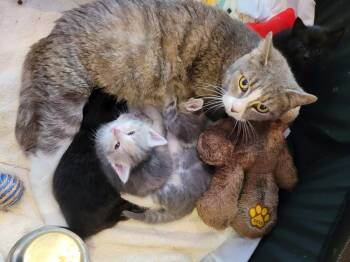 American Shorthair Cats Available for Adoption in Tampa, Florida - Clover | PetCurious
