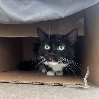 Amsterdam -  Domestic Medium Hair Cat for Adoption in Lynchburg, Virginia - Amsterdam | PetCurious