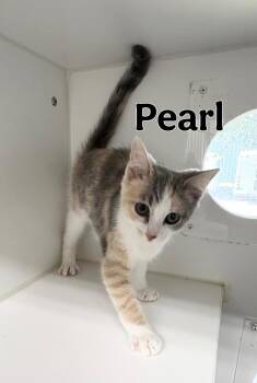 Pearl -  Domestic Short Hair Cat for Adoption in Rochester, Indiana - Pearl | PetCurious