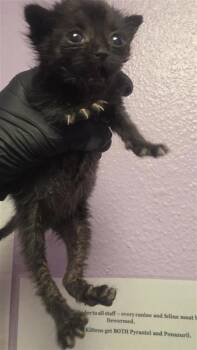 Twenty-one -  Domestic Short Hair Cat for Adoption in El Paso, Texas - Twenty-one | PetCurious