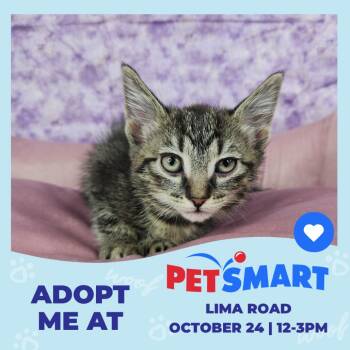 Unicorn -  Domestic Short Hair Cat for Adoption in Fort Wayne, Indiana - Unicorn | PetCurious