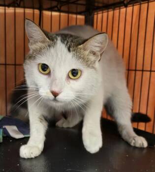 Gigi -  Domestic Short Hair Cat for Adoption in Dickson, Tennessee - Gigi | PetCurious