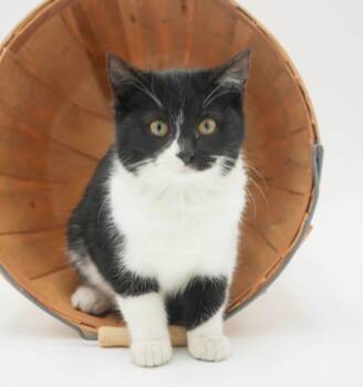 Rescue Tuxedo Cats for Adoption in Bedford Hills, New York - Sleepy Is So Dreamy!!  OLD ENOUGH TO GO SOLO! | PetCurious
