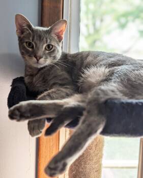 Domestic Short Hair Cats Available for Adoption in Manhattan, Kansas - Nero | PetCurious