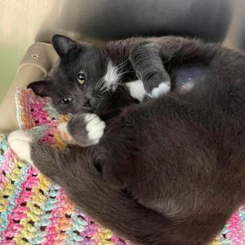 Serenity -  Domestic Short Hair Cat for Adoption in Winthrop, Maine - Serenity | PetCurious