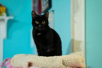 Gigi -  Domestic Short Hair Cat for Adoption in Morgantown, West Virginia - Gigi | PetCurious