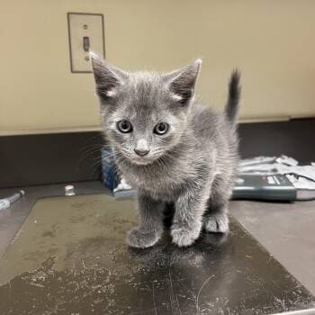 06/30/2026-Stray-MilgenRoad-2 -  Domestic Short Hair Cat for Adoption in Columbus, Georgia - 06/30/2026-Stray-MilgenRoad-2 | PetCurious
