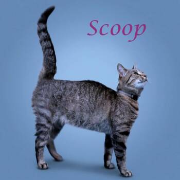 Domestic Short Hair Cats Available for Adoption in Lebanon, Tennessee - Scoop C26-137 | PetCurious
