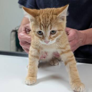 Anthony -  Domestic Short Hair Cat for Adoption in Canton, Illinois - Anthony | PetCurious