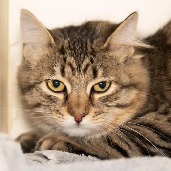 Phara -  Domestic Medium Hair Cat for Adoption in Victor, New York - Phara | PetCurious
