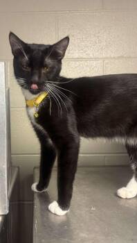 Domestic Short Hair Cats Available for Adoption - Jake | PetCurious