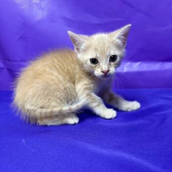 Lois Lane -  Domestic Medium Hair Cat for Adoption in North Myrtle Beach, South Carolina - Lois Lane | PetCurious