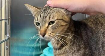 Rescue Domestic Short Hair Cats for Adoption in Houston, Texas - Georgia O