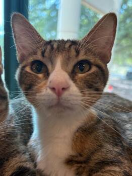Sidney -  Domestic Short Hair Cat for Adoption in Little Rock, Arkansas - Sidney | PetCurious