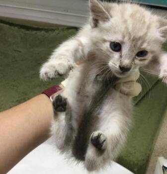 COUGAR -  Domestic Short Hair Cat for Adoption in Riverside, California - COUGAR | PetCurious