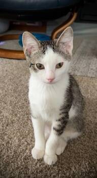 Winken -  Tabby Cat for Adoption in Palmer, Alaska - Winken | PetCurious
