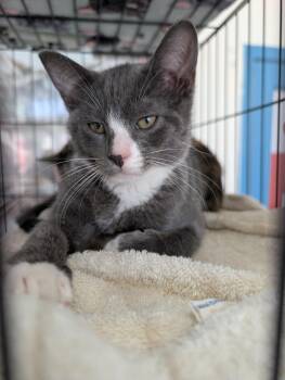 Binder -  Domestic Short Hair Cat for Adoption - Binder | PetCurious