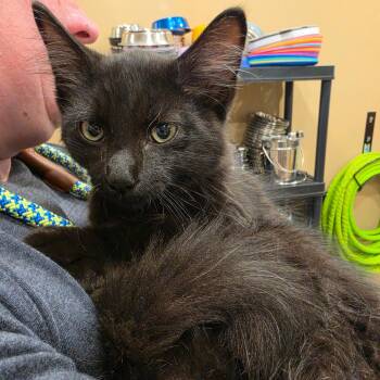 Orion -  Domestic Long Hair Cat for Adoption in Tipton, Indiana - Orion | PetCurious