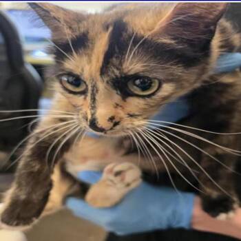 Maple -  Domestic Short Hair Cat for Adoption in Grantsville, Utah - Maple | PetCurious