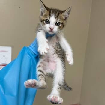 Blather -  Domestic Short Hair Cat for Adoption in Birmingham, Alabama - Blather | PetCurious