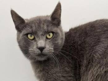 Rescue Domestic Short Hair Cats for Adoption in Portland, Oregon - Penne | PetCurious