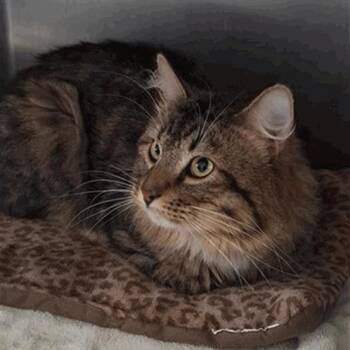 Moses -  Maine Coon Cat for Adoption in New York, New York - Moses | PetCurious