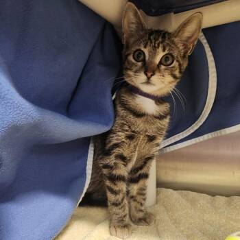 Olive -  Domestic Short Hair Cat for Adoption in Fort Wayne, Indiana - Olive | PetCurious