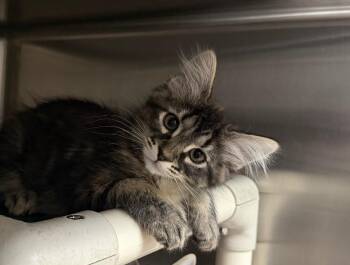 Luna -  Domestic Medium Hair Cat for Adoption in Chico, California - Luna | PetCurious
