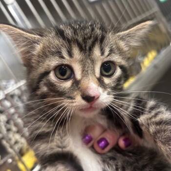 Sriracha 29C26 -  Domestic Short Hair Cat Available for Adoption in Napoleon, Ohio - Sriracha 29C26 | PetCurious