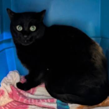 Lincoln -  Domestic Short Hair Cat Available for Adoption in Fairport, New York - Lincoln | PetCurious