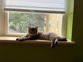 Lagoon -  Domestic Long Hair Cat for Adoption in Chicago, Illinois - Lagoon | PetCurious