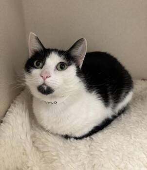 Calypso -  Domestic Short Hair Cat for Adoption in East Brookfield, Massachusetts - Calypso | PetCurious
