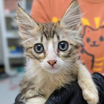 Domestic Medium Hair Cats Available for Adoption - Ned | PetCurious