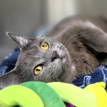 Domestic Short Hair Cats Available for Adoption in Michigan City, Indiana - Marble | PetCurious