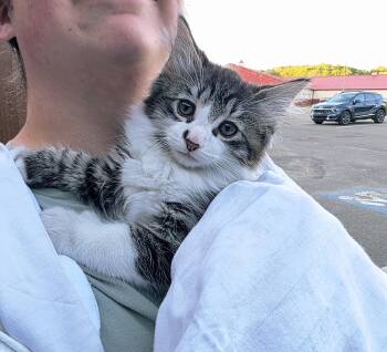Snoopy -  Extra Toes Cat Hemingway Polydactyl and Domestic Medium Hair Cat Available for Adoption in Salamanca, New York - Snoopy | PetCurious