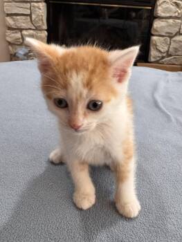 Etta -  Domestic Short Hair Cat for Adoption in Detroit, Michigan - Etta | PetCurious