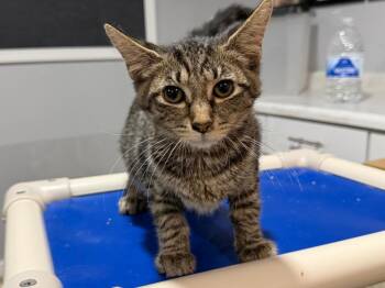 Raisin -  Tabby Cat for Adoption in Powell, Ohio - Raisin | PetCurious
