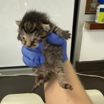 Domestic Short Hair Cats Available for Adoption - 04/04/2026-Stray-HunterCourt-1 | PetCurious