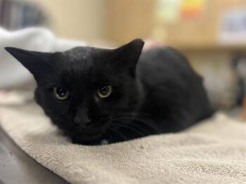 Domestic Short Hair Cats Available for Adoption in Aliquippa, Pennsylvania - HALO | PetCurious