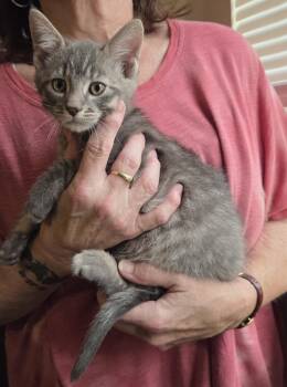 Bailey -  Domestic Short Hair Cat for Adoption in Mansfield, Connecticut - Bailey | PetCurious