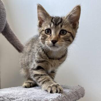 Domestic Short Hair Cats Available for Adoption in Naperville, Illinois - Sparrow | PetCurious
