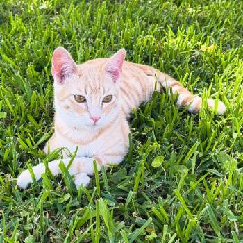 Charlie -  Domestic Short Hair Cat for Adoption in Baytown, Texas - Charlie | PetCurious