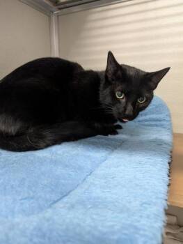 Meow -  Domestic Short Hair Cat for Adoption in West Chester, Pennsylvania - Meow | PetCurious
