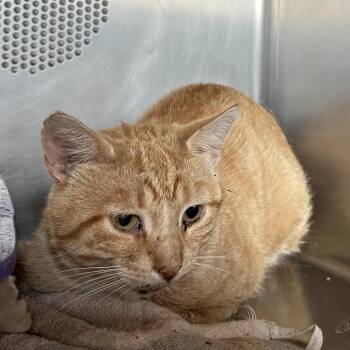 Captain Hook -  Domestic Short Hair Cat for Adoption in Bristol, Indiana - Captain Hook | PetCurious