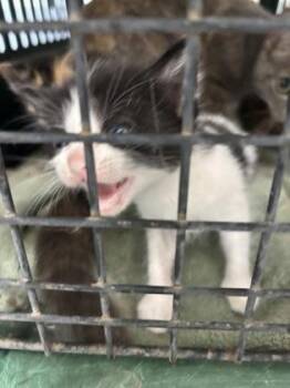 Moo 1344-26 -  Domestic Short Hair Cat for Adoption in Cumming, Georgia - Moo 1344-26 | PetCurious